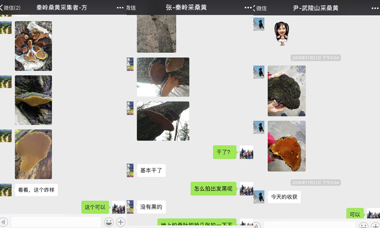 我對(duì)桑樹桑黃采集的對(duì)話