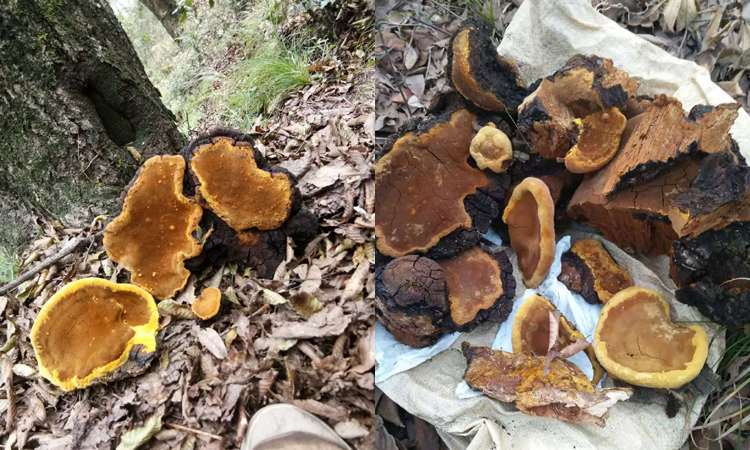 天然桑樹桑黃圖片