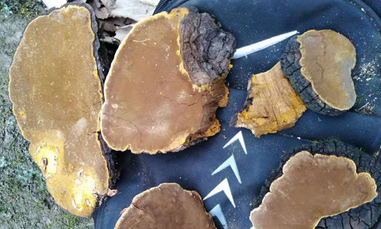 湖北十堰野生桑樹桑黃圖片