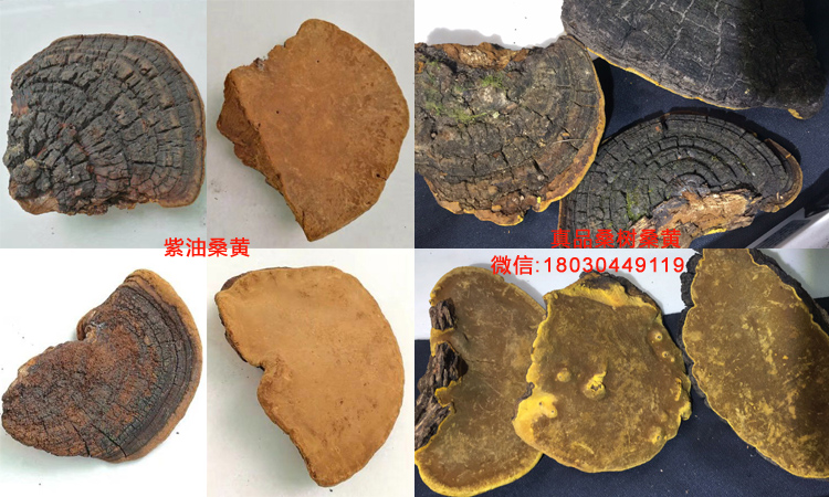 紫油桑黃和桑樹桑黃對比圖片