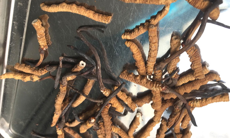 冬蟲夏草斷草圖片